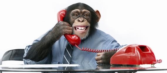 Beware of Monkeys: Digital Marketing Talent
